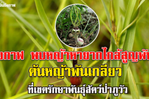 นักวิจัยพันธุ์พืชค้นพบหญ้าหายากไกล้สูญพันธ์ที่เขตรักษาพันธุ์สัตว์ป่าภูวัว จ.บึงกาฬ