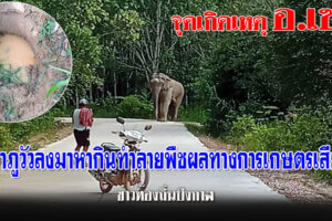 บึงกาฬ-เซกา ช้างป่าภูวัวลงมาหากินทำลายพืชผลทางการเกษตรเสียหาย